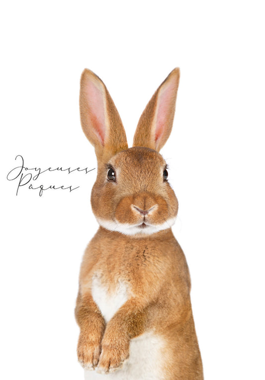 Joyeuses Pâques - Lapin de Pâques